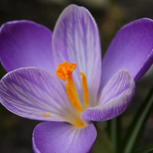 Meet your Posher, Patti